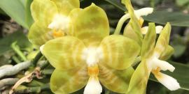 Phal. Gelblieber